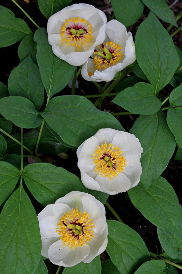 Image of Paeonia japonica taken at Juniper Level Botanic Gdn, NC by JLBG