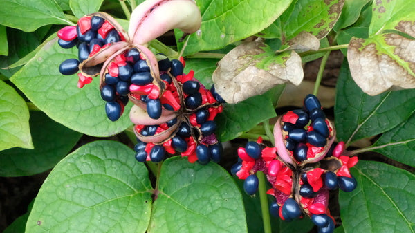 Image of Paeonia japonica taken at US National Arboretum by JLBG
