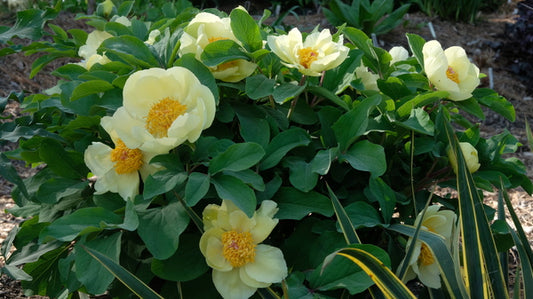 Image of Paeonia mlokosewitschii taken at Juniper Level Botanic Gdn, NC by JLBG