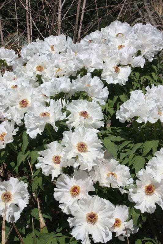 Image of Paeonia ostii 'Feng Dan Bai' taken at Juniper Level Botanic Gdn, NC by JLBG