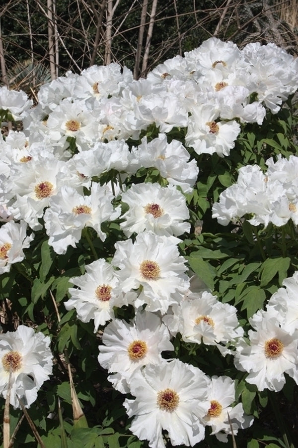Image of Paeonia ostii 'Feng Dan Bai' taken at Juniper Level Botanic Gdn, NC by JLBG