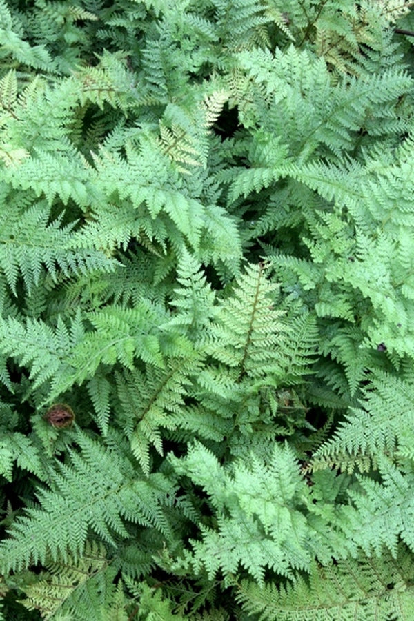 Image of Paesia scaberula taken at Juniper Level Botanic Gdn, NC by JLBG