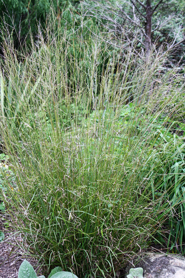 Image of Panicum bulbosum taken at Juniper Level Botanic Gdn, NC by JLBG