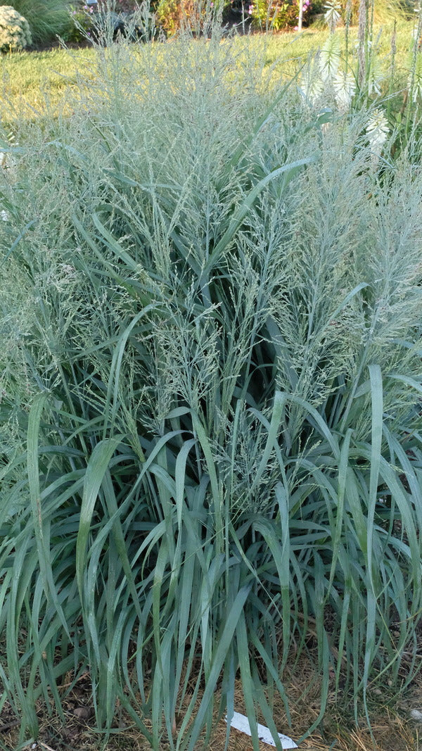 Image of Panicum virgatum 'Niagara Falls' PP 34,509 taken at Walters Gardens, MI by JLBG