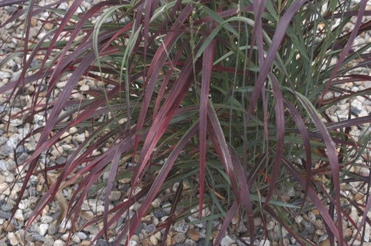 Image of Panicum virgatum 'Ruby Ribbons' PP 17,944 taken at Emerald Coast Gdns, FL by Emerald Coast Gdns