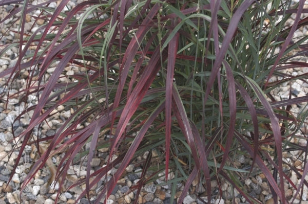 Image of Panicum virgatum 'Ruby Ribbons' PP 17,944 taken at Emerald Coast Gdns, FL by Emerald Coast Gdns