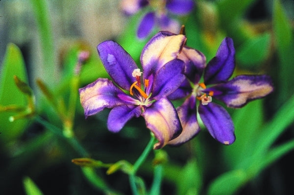 Image of Pardancanda norrisii 'Sangria' taken at Juniper Level Botanic Gdn, NC by JLBG