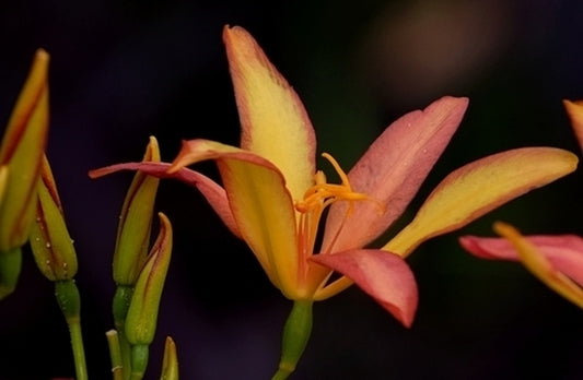 Image of Pardancanda norrisii 'Wine and Yellow Roses'
