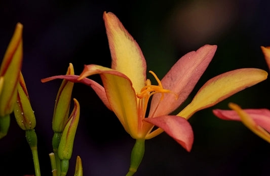 Image of Pardancanda norrisii 'Wine and Yellow Roses'