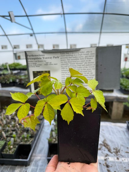 Image of Parthenocissus tricuspidata 'Fenway Park'