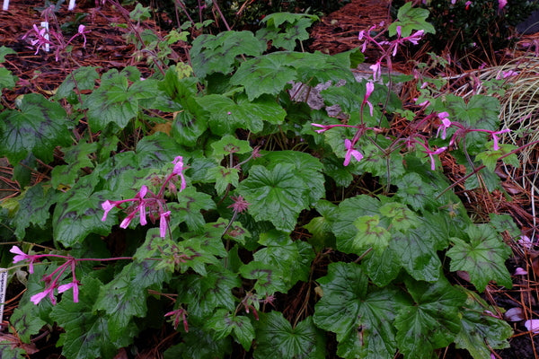 Image of Pelargonium transvaalense 'African Princess' taken at Juniper Level Botanic Gdn, NC by JLBG