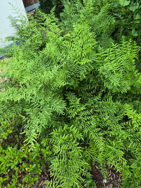 Image of Pellaea viridis 'McLear' taken at Juniper Level Botanic Gdn, NC