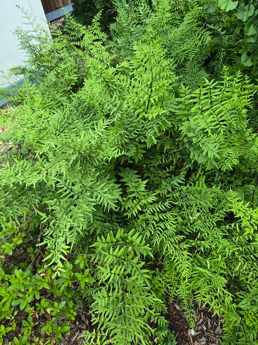Image of Pellaea viridis 'McLear' taken at Juniper Level Botanic Gdn, NC