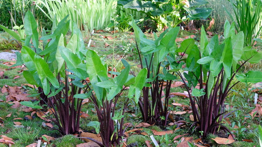 Image of Peltandra virginica 'Purplicious' taken at Juniper Level Botanic Gdn, NC by JLBG