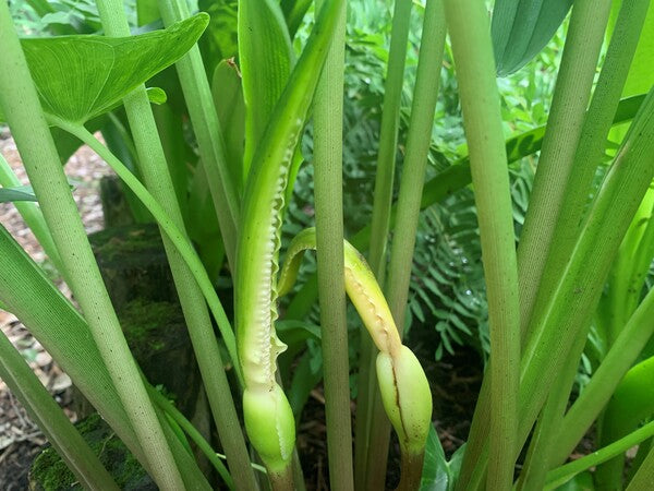 Image of Peltandra virginica taken at Juniper Level Botanic Gdn, NC by C. Hardison