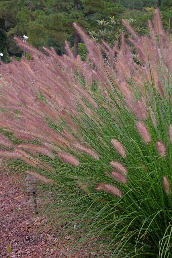Image of Pennisetum alopecuroides 'Foxtrot'