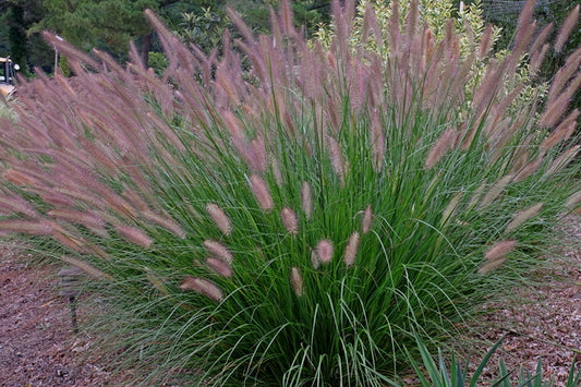Image of Pennisetum alopecuroides 'Foxtrot' taken at Juniper Level Botanic Gdn, NC by JLBG