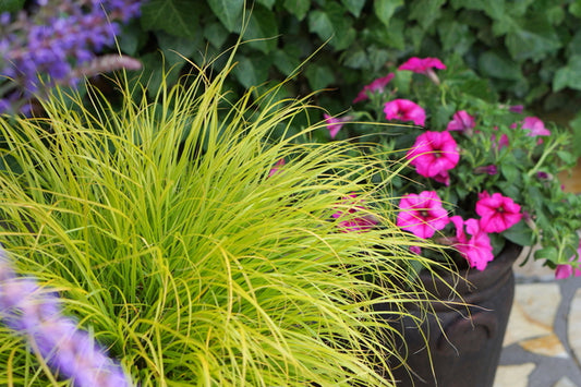 Image of Pennisetum alopecuroides 'JS Jommenik' PP 27,435 by J.S. Jommenik