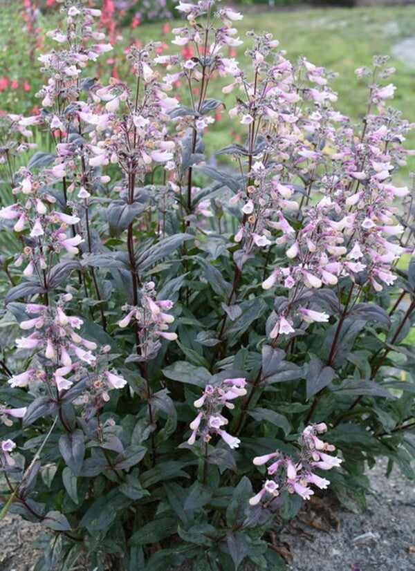 Image of Penstemon 'Dark Towers' PP 20,013 taken at Juniper Level Botanic Gdn, NC by JLBG