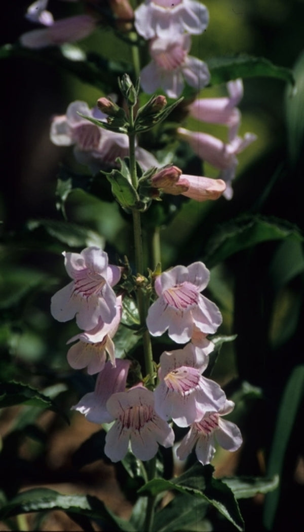 Image of Penstemon cobaea taken at Juniper Level Botanic Gdn, NC by JLBG
