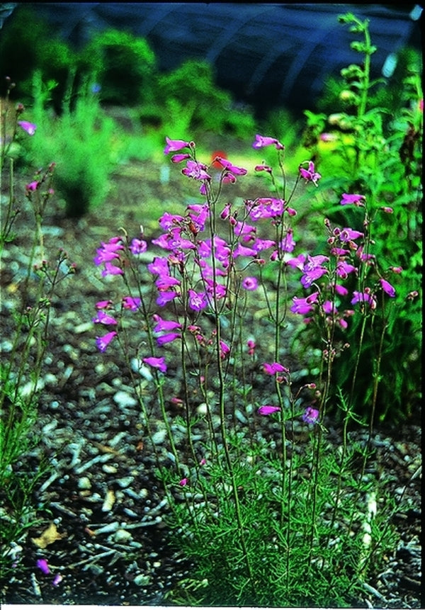Image of Penstemon dissectus taken at Juniper Level Botanic Gdn, NC by JLBG