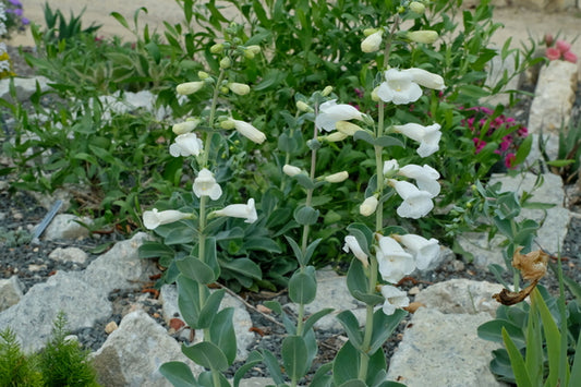 Image of Penstemon grandiflorus taken at Juniper Level Botanic Gdn, NC by JLBG