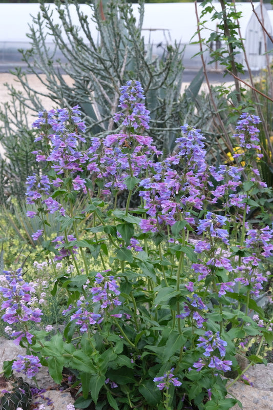 Image of Penstemon ovatus taken at Juniper Level Botanic Gdn, NC by JLBG