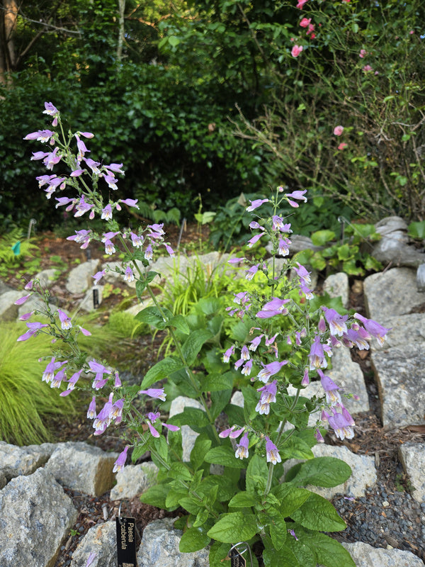 Image of Penstemon smallii taken at Juniper Level Botanic Gdn, NC by JLBG