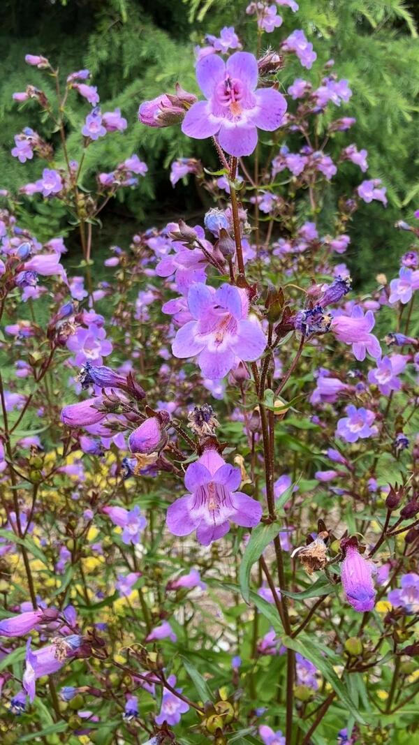 Image of Penstemon tenuis taken at Juniper Level Botanic Garden, Raleigh NC by Lidia Churakova