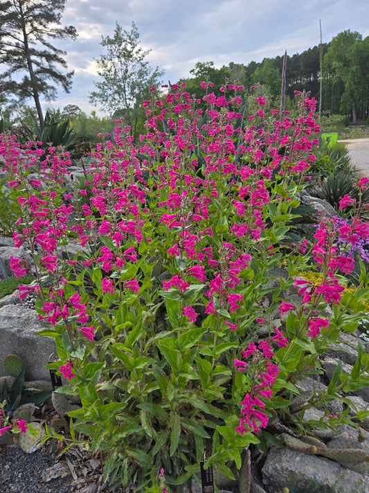 Image of Penstemon triflorus 'Uvalde' taken at Juniper Level Botanic Gdn, NC by JLBG
