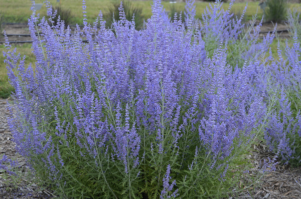 Image of Perovskia atriplicifolia 'Blue Jean Baby' PP 29,281 taken at Walters Gardens, MI by Walters Gardens