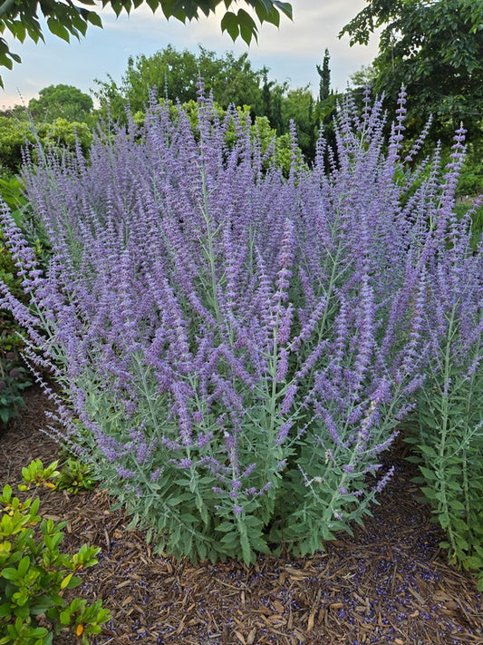 Image of Perovskia atriplicifolia 'Prime Time' PP 34,304 taken at Juniper Level Botanic Gdn, NC by JLBG