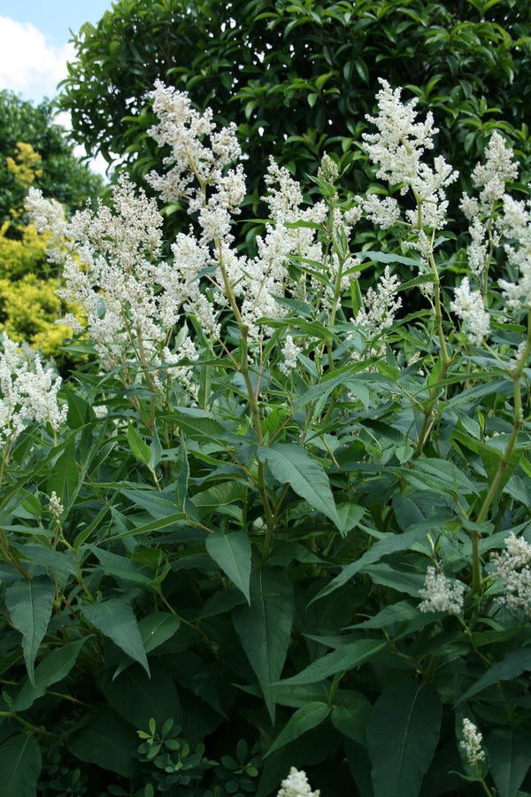 Image of Persicaria polymorpha taken at Juniper Level Botanic Gdn, NC by JLBG