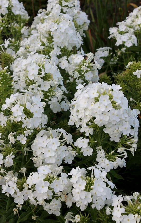 Image of Phlox paniculata 'David'