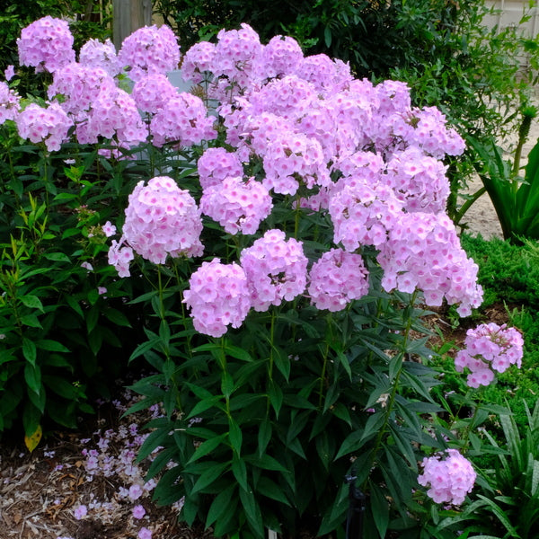 #1 Phlox pan PW Luminary 'Opalescence'/ Tall Pink Garden Native (TN)