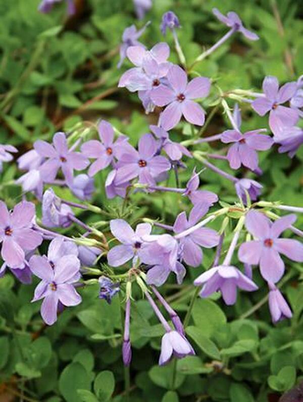 Image of Phlox stolonifera 'Weesie Smith' taken at Juniper Level Botanic Gdn, NC by JLBG