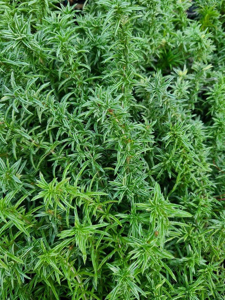 Learn about Phlox subulata 'Nettleton's Variation' | Nettleton's ...