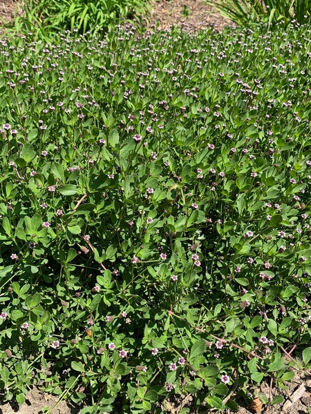 Image of Phyla nodiflora 'Ramble On' taken at Juniper Level Botanic Garden, Raleigh NC by Lidia Churakova