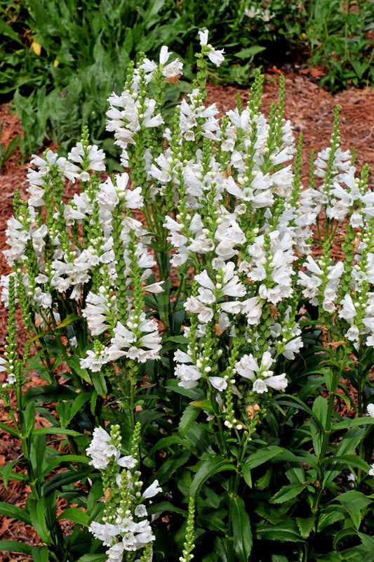 Image of Physostegia virginiana 'Miss Manners'  taken at Juniper Level Botanic Gdn, NC by JLBG