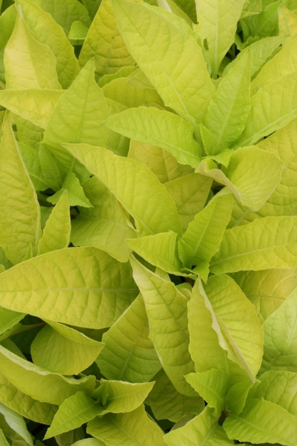 Image of Phytolacca americana 'Sunny Side Up' taken at Juniper Level Botanic Gdn, NC by JLBG