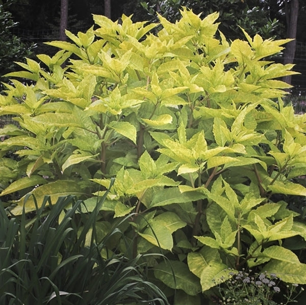 Image of Phytolacca americana 'Sunny Side Up' taken at Juniper Level Botanic Gdn, NC by JLBG