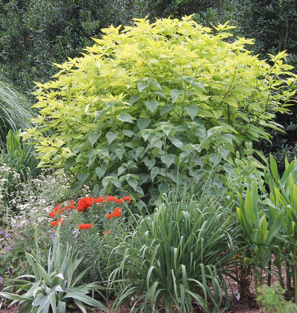 Image of Phytolacca americana 'Sunny Side Up' taken at Juniper Level Botanic Gdn, NC by JLBG