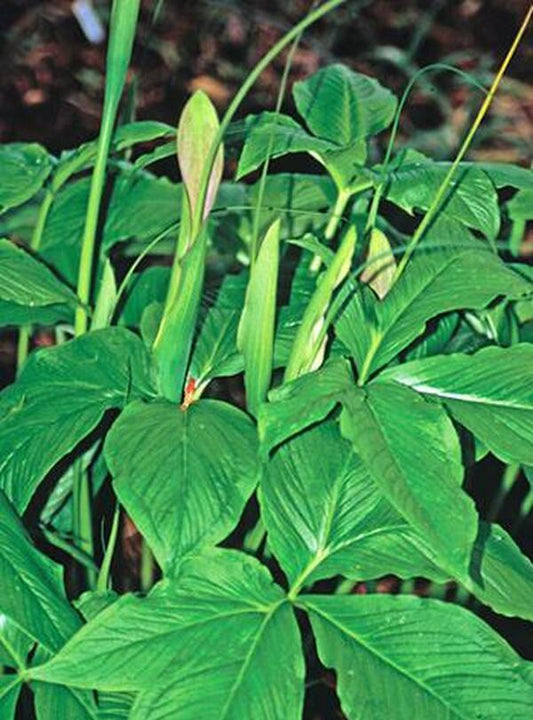 Image of Pinellia 'Polly Spout' taken at Juniper Level Botanic Gdn, NC by JLBG