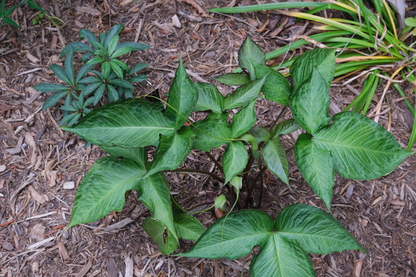 Image of Pinellia x cortita 'Purple Dragon' taken at Juniper Level Botanic Gdn, NC by JLBG