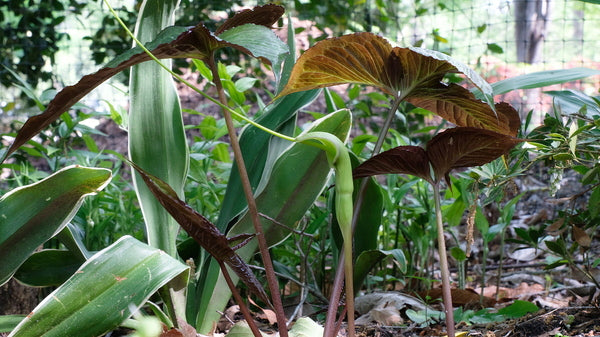 Image of Pinellia x cortita 'Purple Dragon' taken at Juniper Level Botanic Gdn, NC by JLBG