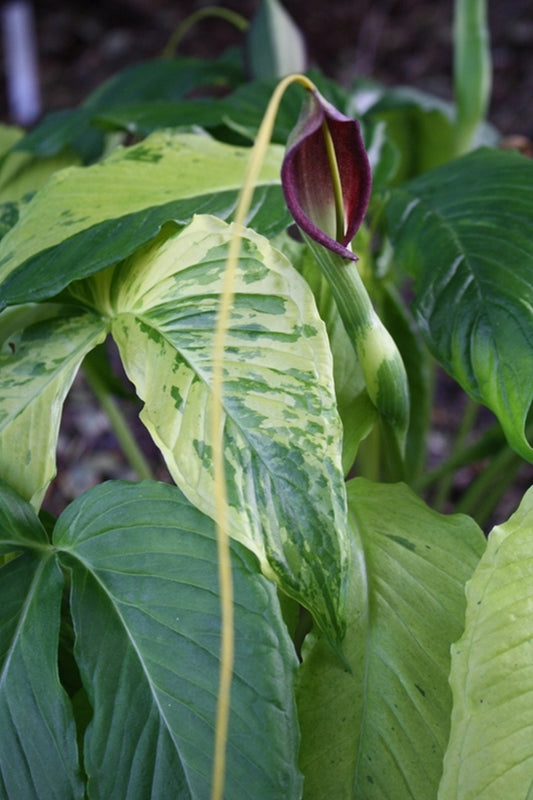 Image of Pinellia tripartita 'Free Tibet' taken at Juniper Level Botanic Gdn, NC by JLBG
