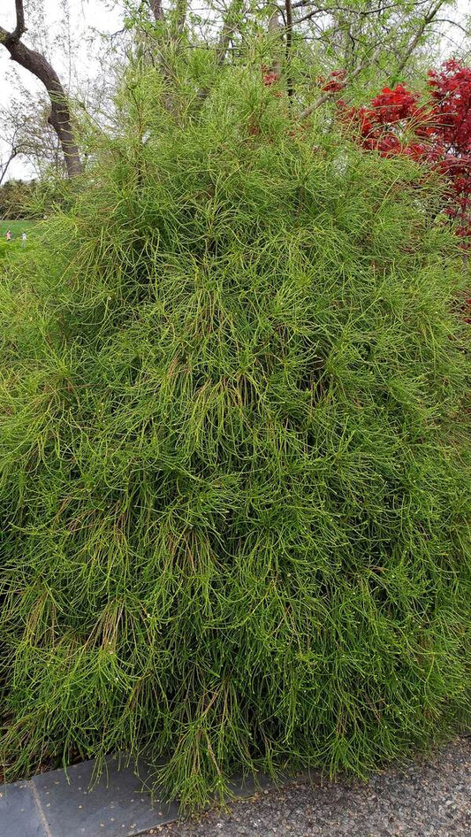 Image of Platycladus orientalis 'Franky Boy' taken at Dallas Arboretum, TX