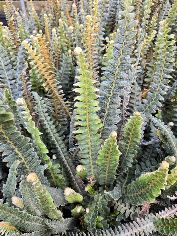 Image of Pleopeltis lepidopteris 'Arroio dos Ratos' taken at Juniper Level Botanic Gdn, NC by JLBG