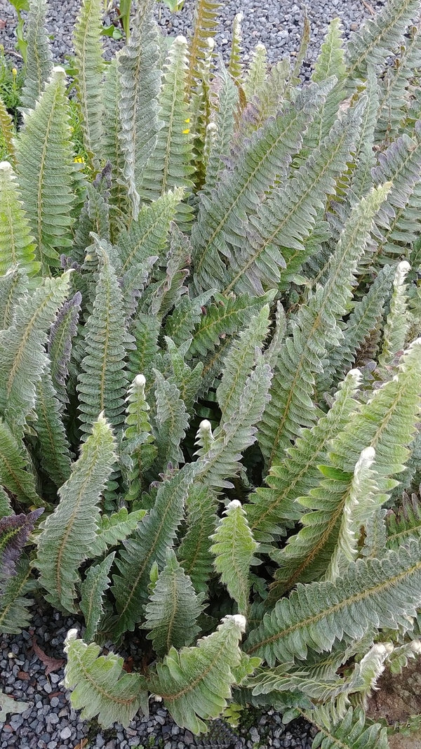 Image of Pleopeltis lepidopteris 'Morro dos Conventos' taken at Juniper Level Botanic Gdn, NC by JLBG