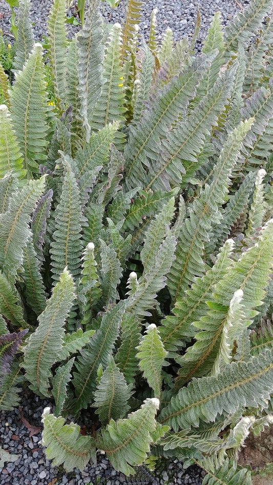Image of Pleopeltis lepidopteris 'Morro dos Conventos' taken at Juniper Level Botanic Gdn, NC by JLBG